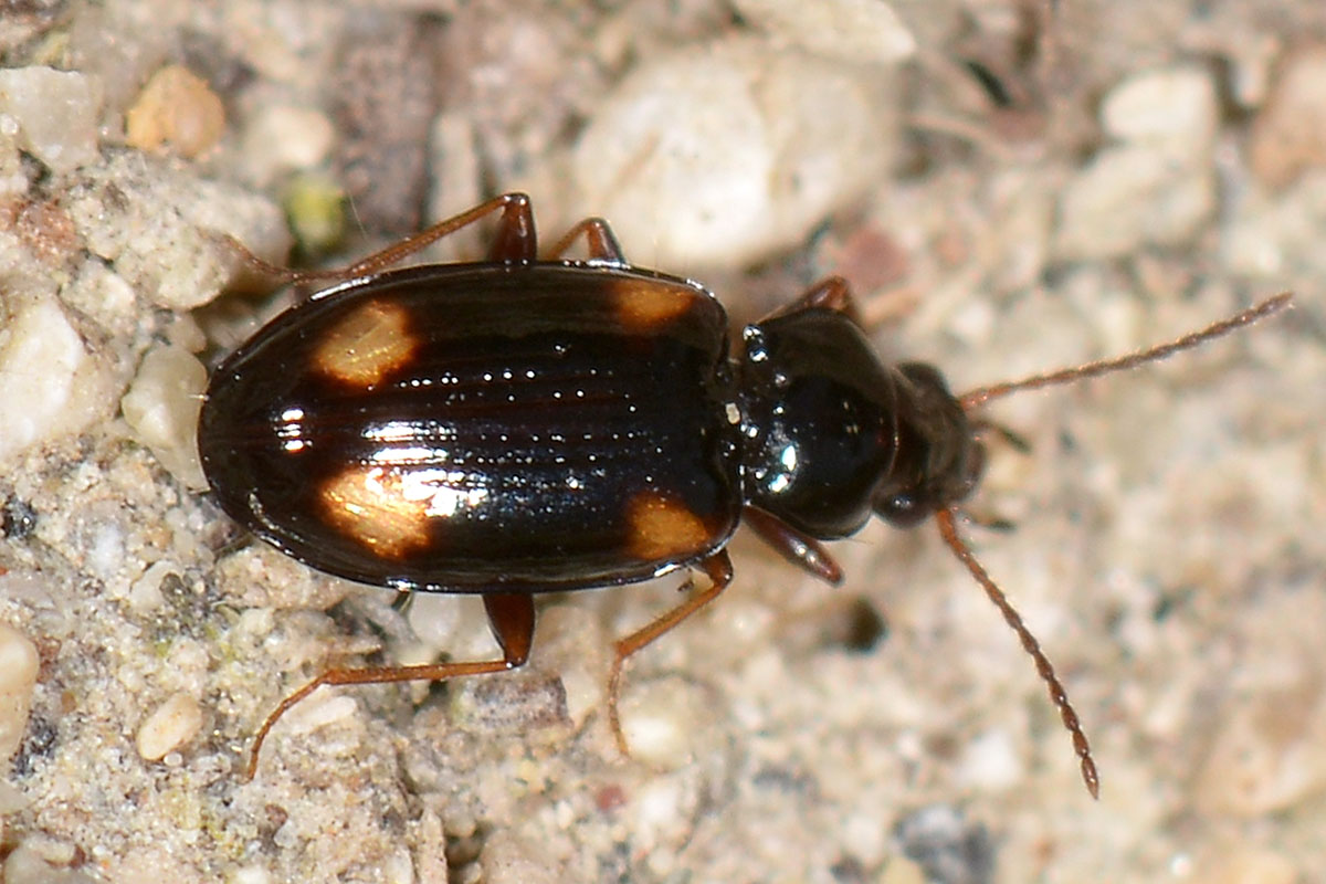 Carabidae: Elaphropus sp.?  No, Tachyura sp.